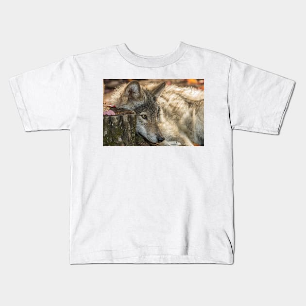 Timber Wolf Pup Kids T-Shirt by jaydee1400